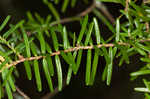 Carolina hemlock